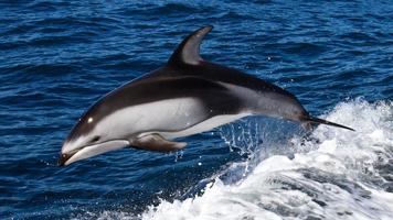 Fondo de pantalla de delfines captura de pantalla 1