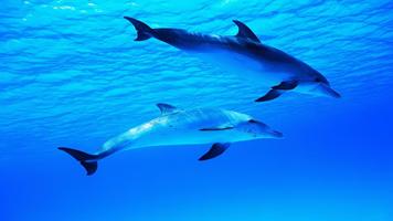 Fondo de pantalla de delfines captura de pantalla 3
