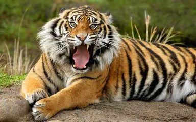 Tigers wallpaper APK download