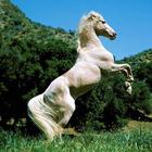 Horse Wallpapers آئیکن