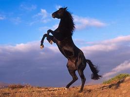 Horse Wallpapers پوسٹر