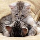 Kitten Wallpapers icon