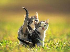 Kitten Wallpapers پوسٹر