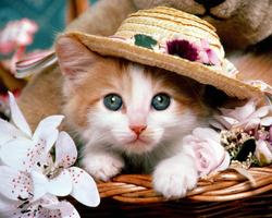 Kitten Wallpapers اسکرین شاٹ 1