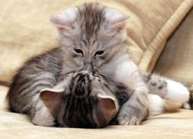 Kitten Wallpapers screenshot 2