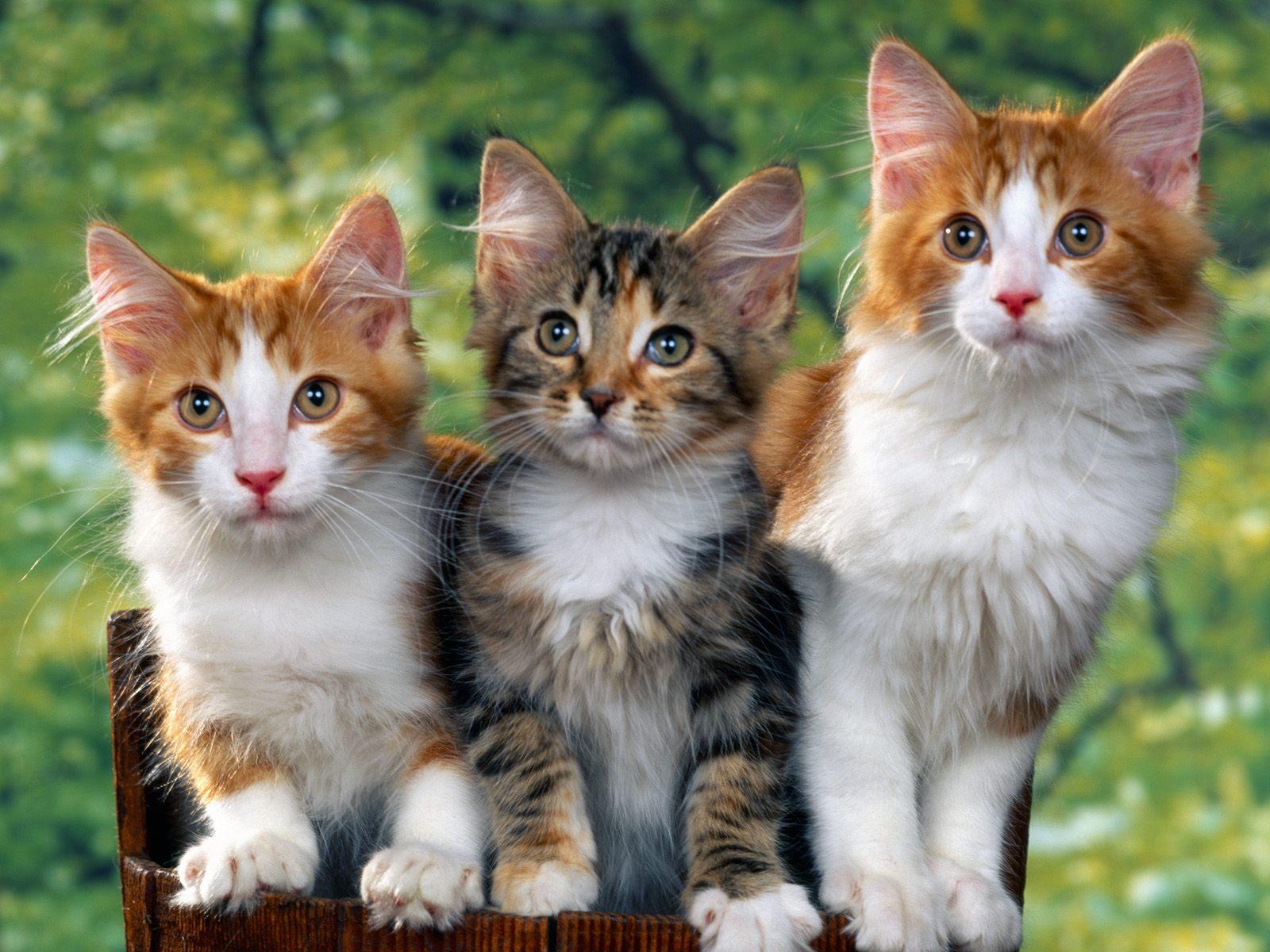 無料で 子猫の壁紙 アプリの最新版 Apk2 0 6をダウンロードー Android用 子猫の壁紙 Apk の最新バージョンをダウンロード Apkfab Com Jp 無料で 子猫の壁紙 アプリの最新版 Apk2 0 6をダウンロードー Android用 子猫の壁紙 Apk の最新バージョンをダウンロード Apkfab Com Jp