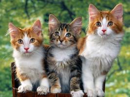 Kitten Wallpapers اسکرین شاٹ 3