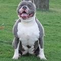 Pitbull Wallpapers