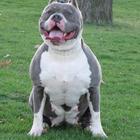 Pitbull Fondos icono