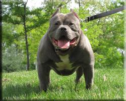 3 Schermata Pitbull Sfondi