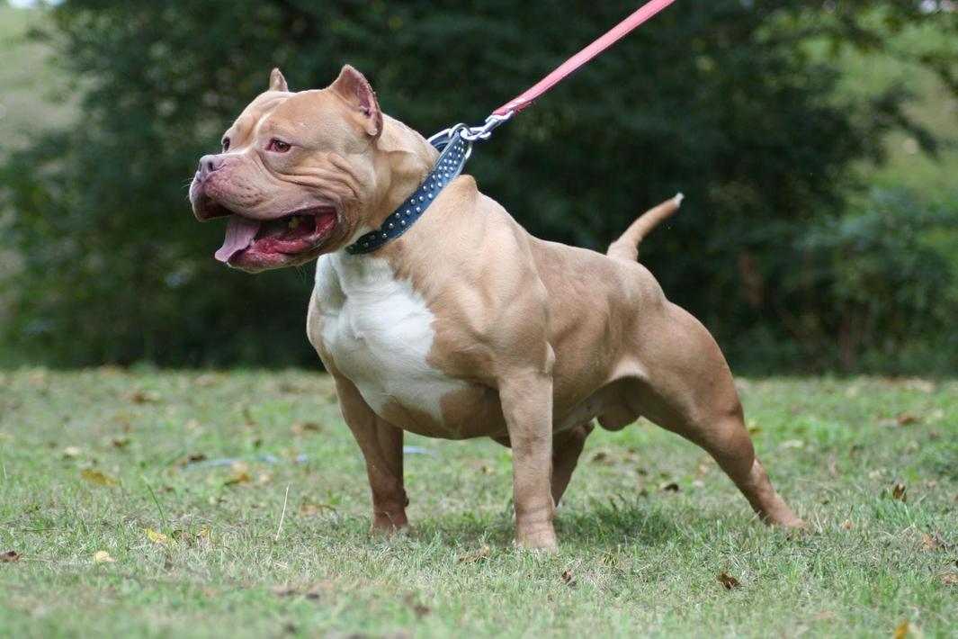 Android için Pitbull Duvar Kağıtları APK�yı İndir