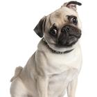 Mops Hund Wallpapers Zeichen