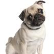 Pug Dog Wallpapers