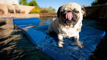 Pug Dog Wallpapers imagem de tela 2