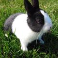 Rabbit Wallpapers