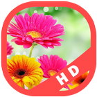 Flower Wallpapers Background HD icono