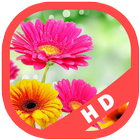 Flower Wallpapers Background HD आइकन