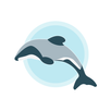Hector's Dolphin Sightings APK