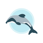 Hector's Dolphin Sightings-icoon