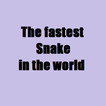 The fastest Snake in the world