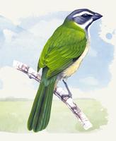 Canto Trinca Ferro poster