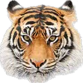 Animal Sounds