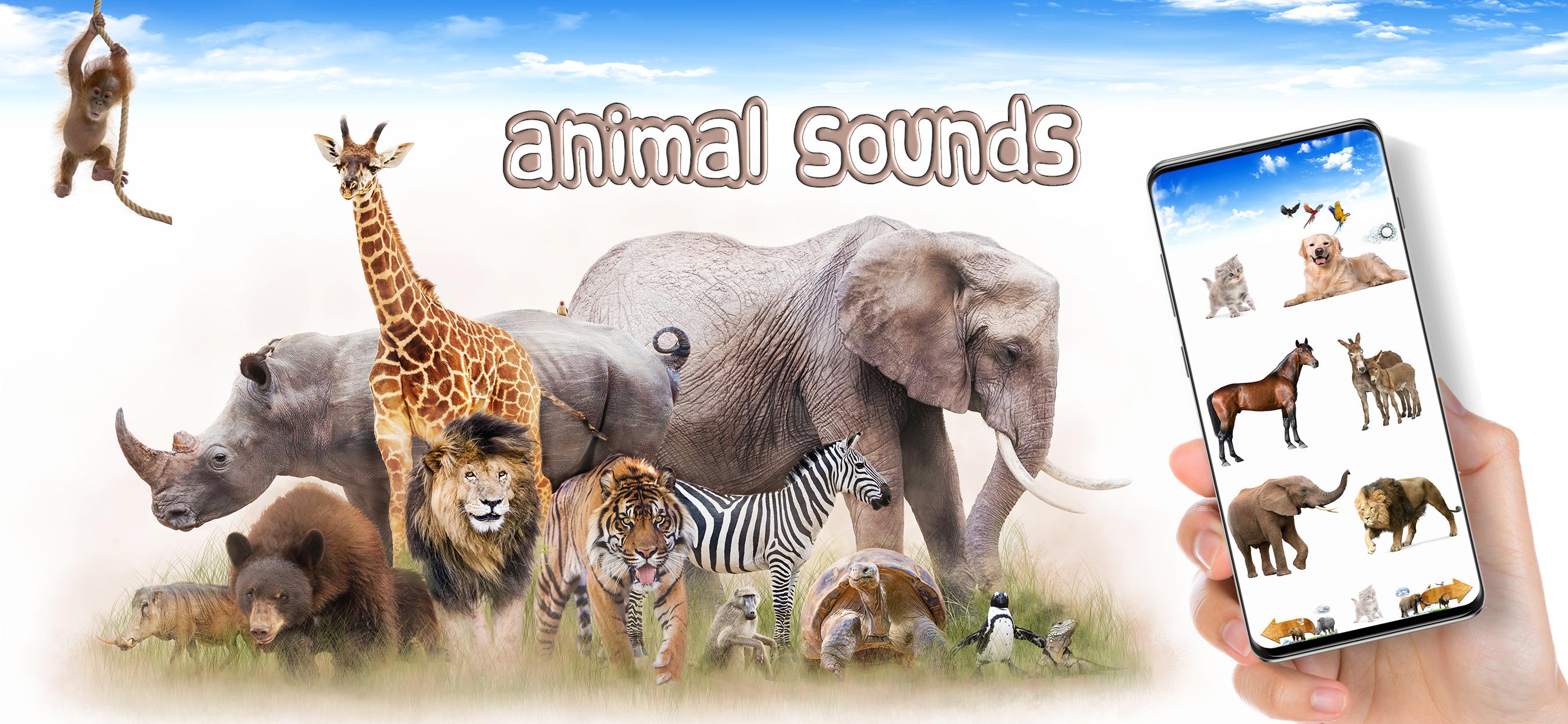 Баннер с животными. Фото на баннер животные. Приложения с животными. Animals Sounds. Animals edition