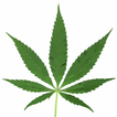 Medical Marijuana - WEED