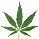 Medical Marijuana - WEED APK