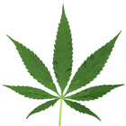 Medical Marijuana icon