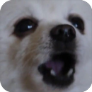 Gabe The Dog APK