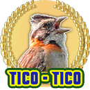 Canto de TICO-TICO Grande APK