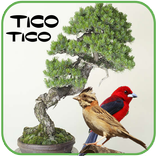 Tico Tico VS Tie Preto