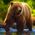 Animal Games - Bear Games иконка
