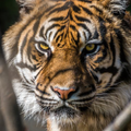 4K Tiger Image