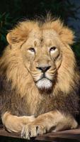 4K Tiger Image ภาพหน้าจอ 3