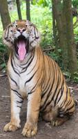 4K Tiger Image โปสเตอร์