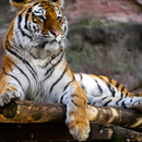 APK Tigres HD