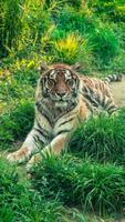 Tigres HD 스크린샷 2