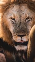 Tigres HD 스크린샷 3