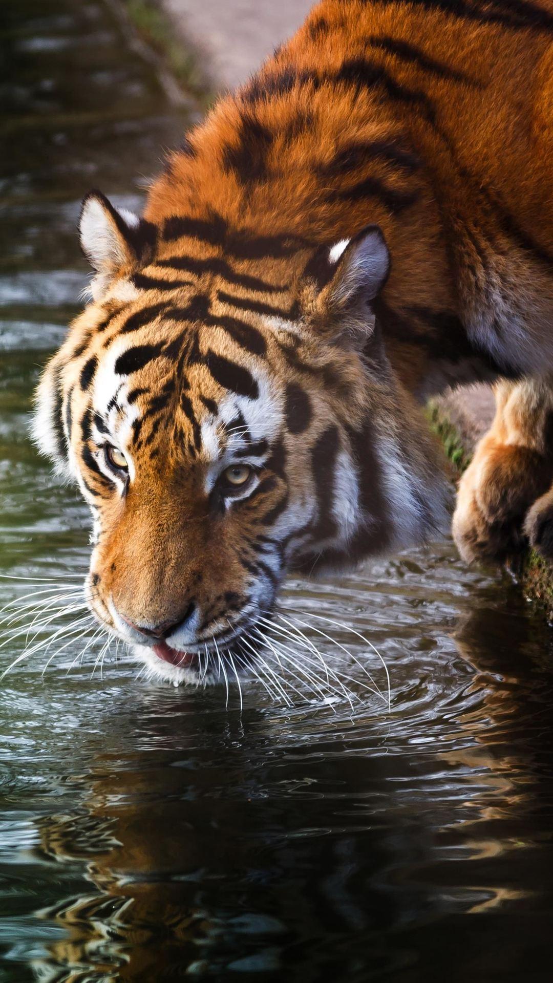 Tiger HD Wallpaper APK for Android – Download Tiger HD Wallpaper APK Latest Version from Tiger HD Wallpaper APK for Android – Download Tiger HD Wallpaper APK Latest Version from