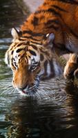 Tiger HD Wallpaper Affiche
