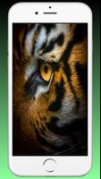 Tiger Wallpaper HD - Animal Wa Affiche