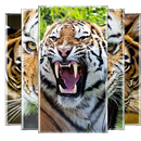 Tiger Live Wallpaper APK