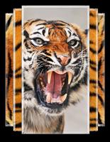Tiger Live Wallpaper capture d'écran 2