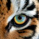 Tigrus Club APK