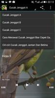Kicau Besetan Cucak Jenggot Hd imagem de tela 2