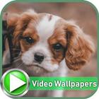 4K Cute Puppies Video Wallpapers icône