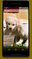 4K Cute Puppies Video Wallpapers capture d'écran 1