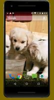 4K Cute Puppies Video Wallpapers 截圖 1